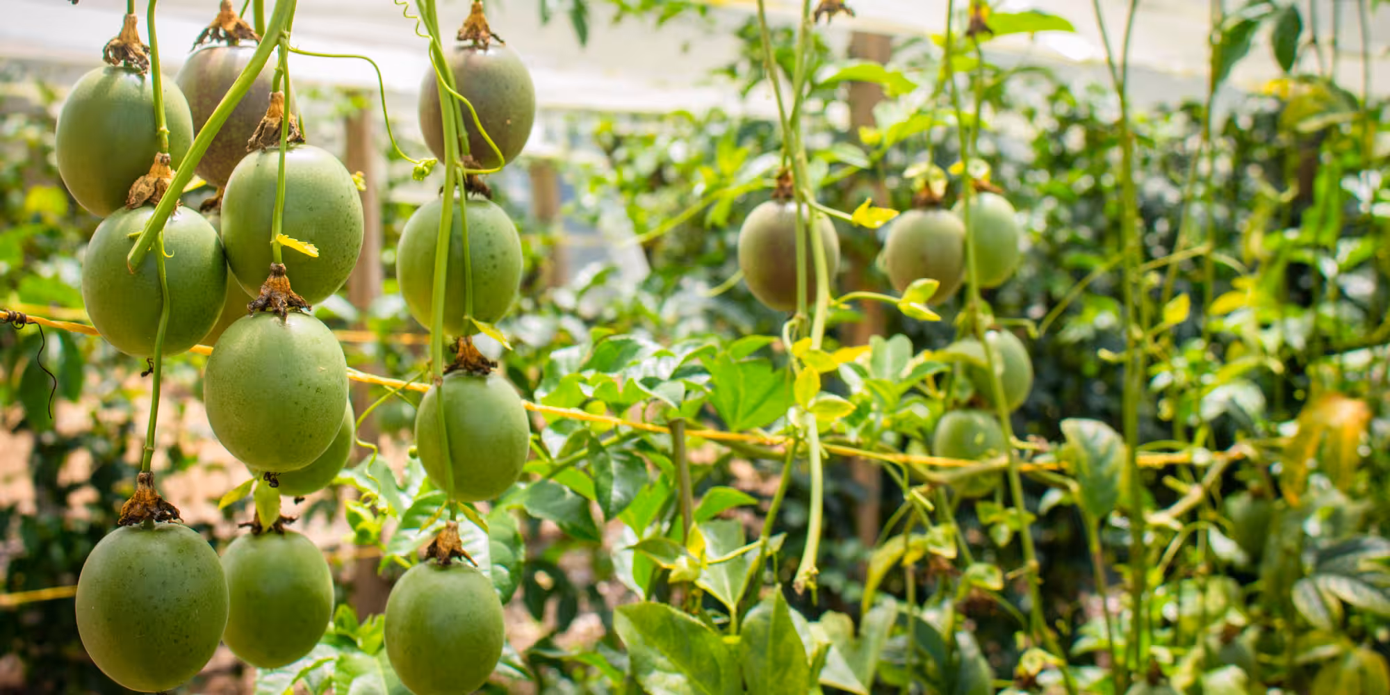 Cultivos con bacterícidas orgánicos Terralife