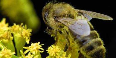 Agricultural Biostimulants