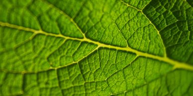 Leaf Fertilizers