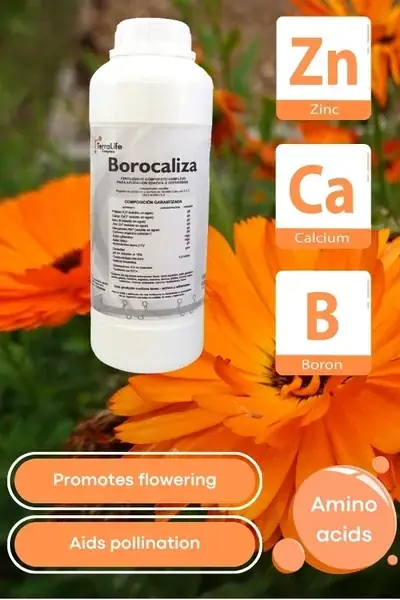 Product Borocaliza